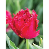 Hectarul - Ladita 700 bulbi de lalea FRINGED TULIPA Versaci